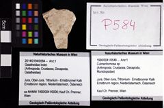 Foto (Objket + Etiketten) von Culmenformosa sp. 